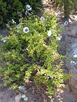 Plumbago - Plumbago capensis (en Corse) (01) (Photo F. Mrugala)
